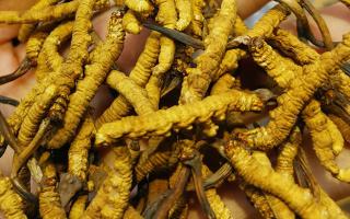 平陽(yáng)冬蟲(chóng)夏草市場(chǎng)在哪里？2024年最新采購(gòu)指南