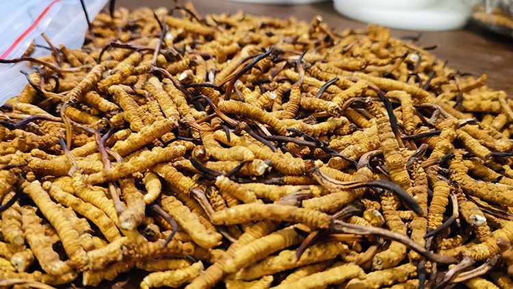 深圳<a href=http://www.cyts-zx.com/zhengce/ target=_blank class=infotextkey>冬蟲夏草交易</a>市場：南中國蟲草貿(mào)易的黃金樞紐