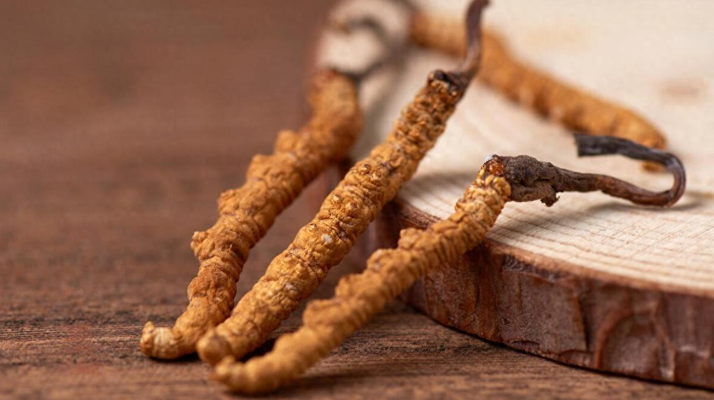 冬蟲夏草對鼻炎的緩解作用:科學(xué)解析與使用指南