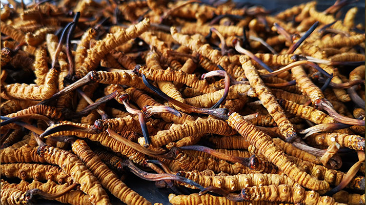 <a href=http://www.cyts-zx.com/xinxian/ target=_blank class=infotextkey>新<a href=http://www.cyts-zx.com/xinxian/ target=_blank class=infotextkey>鮮冬蟲夏草</a></a>曬干全攻略:留住營養(yǎng)的科學(xué)方法