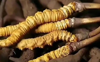 冬蟲(chóng)夏草鮮草冷凍保存全指南：鎖住營(yíng)養(yǎng)，延長(zhǎng)鮮美