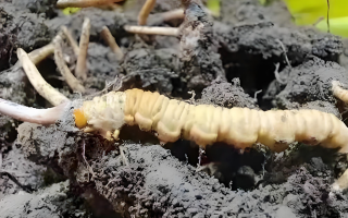 冬蟲夏草鮮草與干草的差異解析：不同形態(tài)，別樣價(jià)值