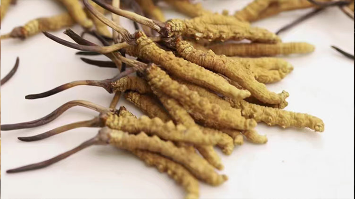 水溫決定營養(yǎng)！冬蟲夏草鮮草泡水溫度全解析?