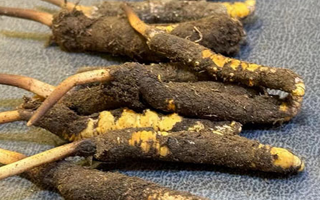 冬蟲夏草鮮草怎么吃？科學(xué)用量指南