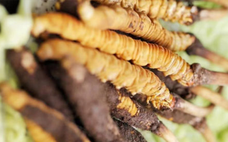 冬蟲(chóng)夏草鮮草能存多久？保存時(shí)長(zhǎng)全解析