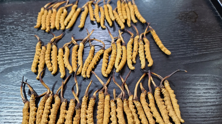 <a href=http://www.cyts-zx.com/ target=_blank class=infotextkey><a href=http://www.cyts-zx.com/s/nqcc/ target=_blank class=infotextkey>那曲冬蟲(chóng)夏草</a></a>：鮮草與干草的多維差異? ? ? ?