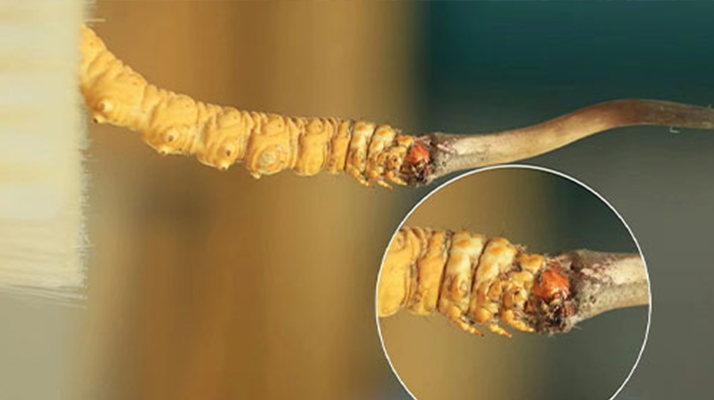 哪里能買(mǎi)到新鮮的冬蟲(chóng)夏草？這幾個(gè)渠道要知道