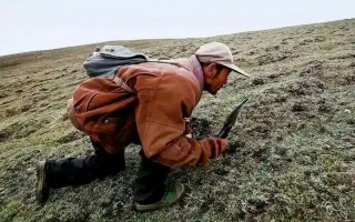 西藏冬蟲(chóng)夏草最大產(chǎn)地：那曲，自然饋贈(zèng)的珍寶之地