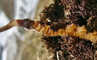 冬蟲(chóng)夏草鮮干分辨指南