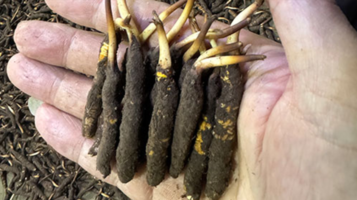 冰鮮冬蟲夏草晾干指南