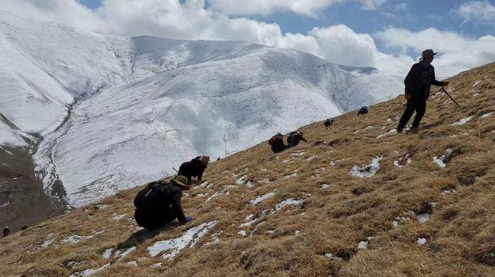 采挖新鮮冬蟲夏草合法嗎？