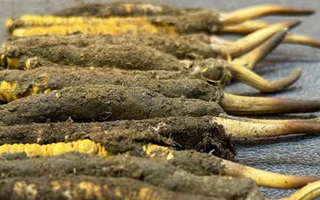 冬蟲(chóng)夏草與新鮮草：一字之差，天壤之別