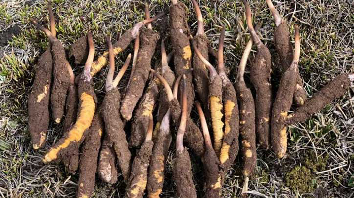 19歲能吃鮮冬蟲(chóng)夏草嗎？