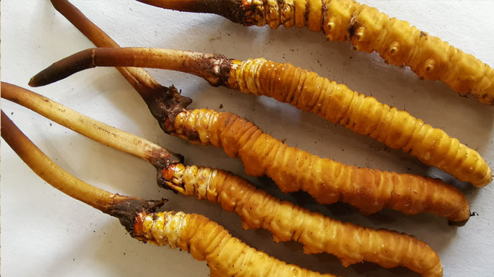 冰鮮<a href=http://www.cyts-zx.com/jiage/ target=_blank class=infotextkey>冬蟲夏草價(jià)格</a>探秘:價(jià)值與市場(chǎng)因素的深度剖析