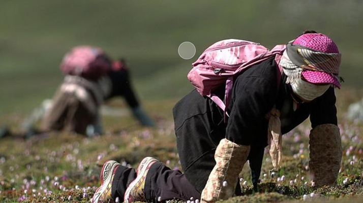 西藏<a href=http://www.cyts-zx.com/xinxian/ target=_blank class=infotextkey>新<a href=http://www.cyts-zx.com/xinxian/ target=_blank class=infotextkey>鮮冬蟲夏草</a></a>:雪域高原的神奇饋贈