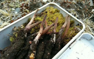 冬蟲(chóng)夏草鮮草季：邂逅高原至寶，開(kāi)啟健康滋養(yǎng)新體驗(yàn)