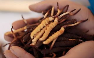 冬蟲夏草：冰與火的養(yǎng)生哲學(xué)