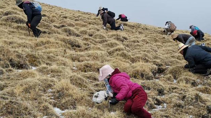 冬蟲夏草鮮草：產(chǎn)地與采收月份探秘