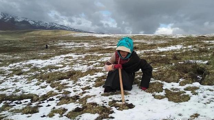 冬蟲夏草鮮草的采挖時(shí)刻