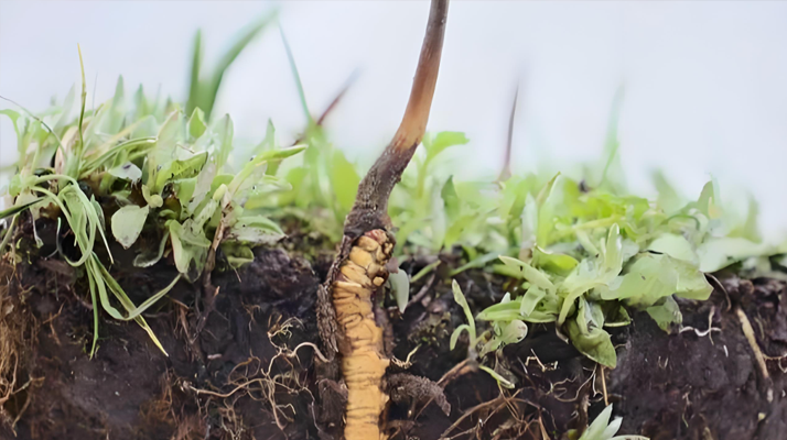 冬蟲夏草新鮮度鑒定指南:多維度甄別優(yōu)質鮮草