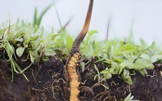 冬蟲(chóng)夏草新鮮度鑒定指南：多維度甄別優(yōu)質(zhì)鮮草