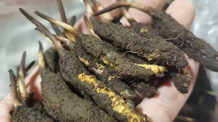 4月:新鮮冬蟲夏草批發(fā)正當(dāng)時