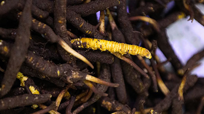 品鮮蟲草之妙，享滋補(bǔ)之道