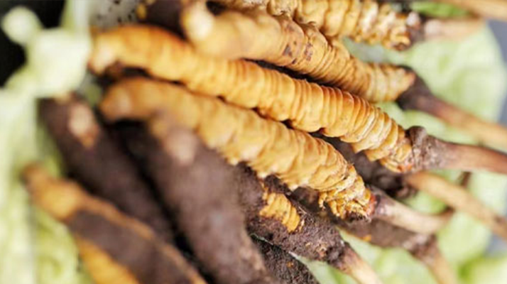 藏地新鮮冬蟲夏草批發(fā)價(jià):探尋高價(jià)值背后的市場(chǎng)邏輯