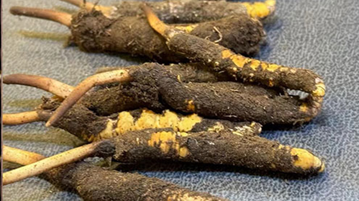辨別新鮮冬蟲(chóng)夏草：守護(hù)滋補(bǔ)真品