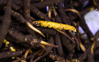 品鮮蟲草之妙，享滋補(bǔ)之道