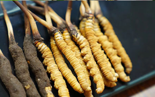 冬蟲(chóng)夏草鮮草吃多久？科學(xué)食用周期與效果解析