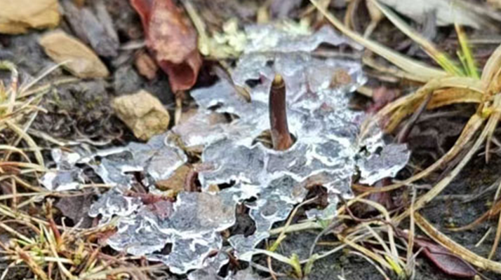 冰凍新鮮冬蟲夏草：科技與傳統(tǒng)的交融守護