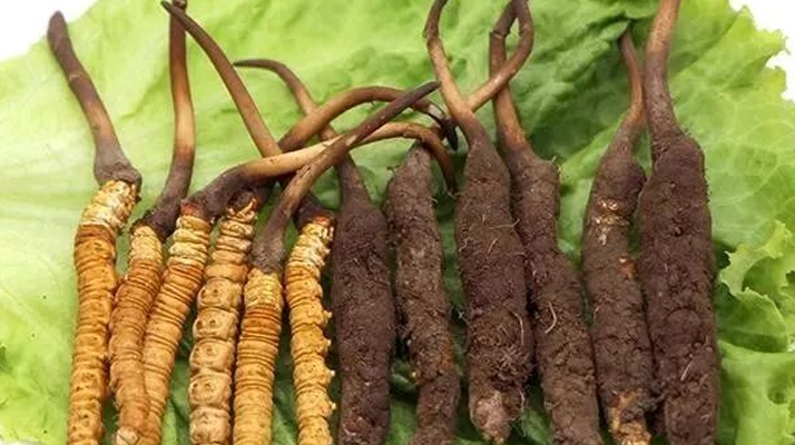 到哪里買新鮮的冬蟲夏草？三步辨真?zhèn)?，四大渠道安心?gòu)