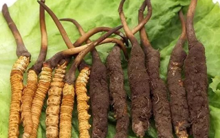 到哪里買新鮮的冬蟲夏草？三步辨真?zhèn)?，四大渠道安心?> </div>
            <div   id=