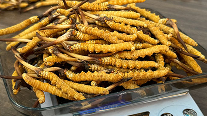 冬蟲夏草鮮草的黃金食用期，你知道嗎？