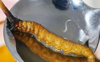 冬蟲夏草鮮草冷凍后這樣吃，營養(yǎng)不流失！