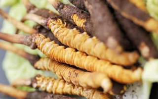 冬蟲(chóng)夏草鮮草價(jià)格揭秘