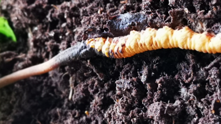 <a href=http://www.cyts-zx.com/xinxian/ target=_blank class=infotextkey>新<a href=http://www.cyts-zx.com/xinxian/ target=_blank class=infotextkey>鮮冬蟲(chóng)夏草價(jià)格</a></a>解析