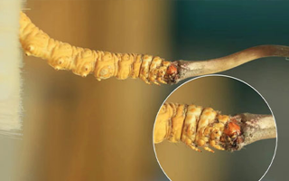 探尋鮮冬蟲(chóng)夏草的絕佳口感：好口感的標(biāo)準(zhǔn)與奧秘