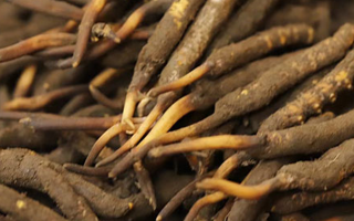 如何挑選新鮮冬蟲夏草？掌握這幾個關(guān)鍵技巧