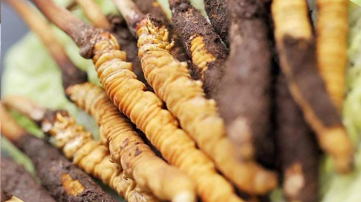 冬蟲夏草：干品與鮮品，誰更勝一籌？