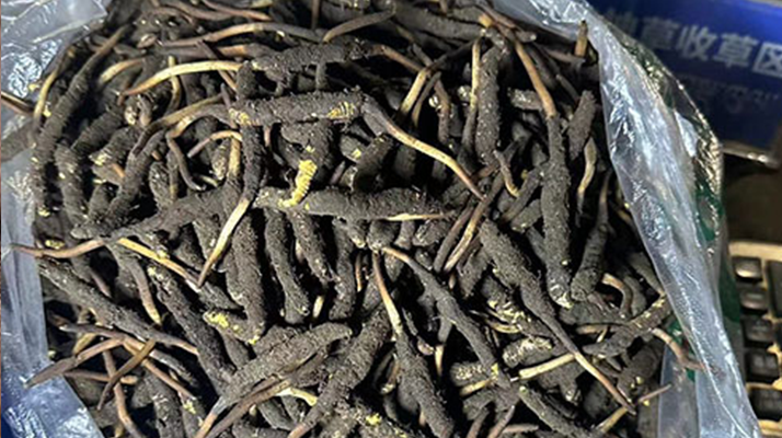 冬蟲夏草可以吃鮮的嗎？一文為你揭秘