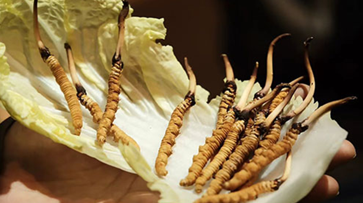 冬蟲(chóng)夏草:鮮草與干草誰(shuí)更勝一籌?