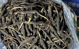 冬蟲夏草可以吃鮮的嗎？一文為你揭秘