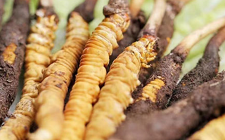 冬蟲夏草：曬干食用還是鮮食更優(yōu)？