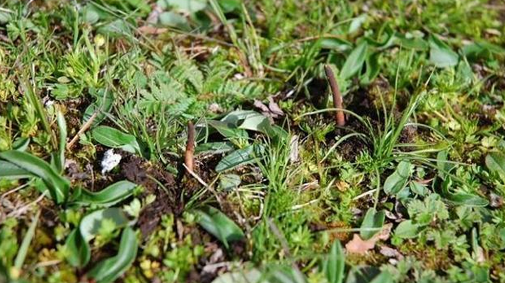 西藏那曲鮮草上市時(shí)間揭秘