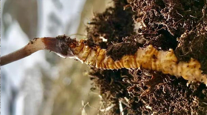 冬蟲夏草的多樣吃法，解鎖滋補(bǔ)新體驗(yàn)