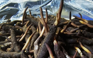 冬蟲夏草鮮草能不能泡酒？科學(xué)解析與實(shí)用指南