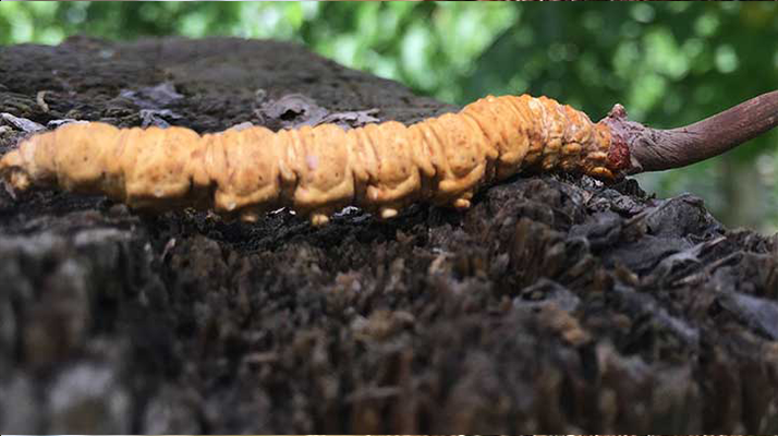 正宗野生<a href=http://www.cyts-zx.com/jiage/ target=_blank class=infotextkey>蟲草多少錢</a>一斤