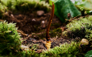 鮮冬蟲夏草產(chǎn)后可以吃嗎?